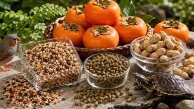 Brasil amplia exportações agropecuárias na América Latina 7 Brasil amplia exportações agropecuárias na América Latina