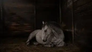 MP-SP processa fabricante de ração por morte de cavalos 5 MP-SP processa fabricante de ração por morte de cavalos