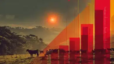 Exportação de carne bovina do Brasil pode cair 10% em 2026 10 Exportação de Carne Bovina do Brasil Pode Cair 10% em 2026