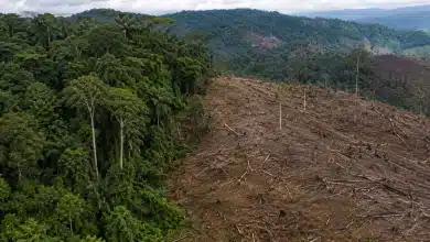 Desmatamento no Brasil em 2025 cai 20,6% 5 Desmatamento no Brasil em 2025 cai 20,6%