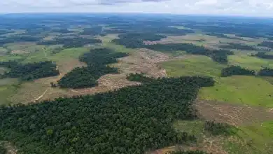Fragmentação da vegetação no Brasil cresce 163% em 38 anos 5 Fragmentação da vegetação no Brasil cresce 163% em 38 anos