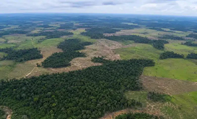 Fragmentação da vegetação no Brasil cresce 163% em 38 anos