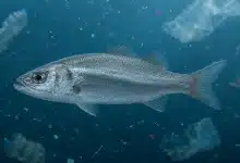 Microplásticos são encontrados em 93,6% dos peixes vendidos no litoral do Paraná