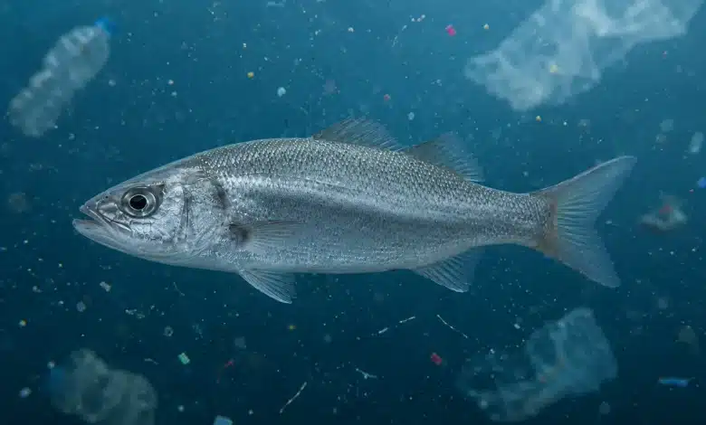 Microplásticos são encontrados em 93,6% dos peixes vendidos no litoral do Paraná