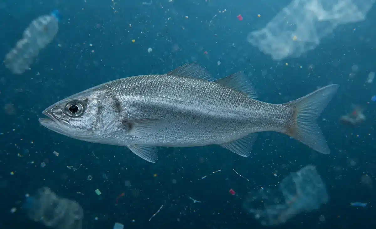 Microplásticos são encontrados em 93,6% dos peixes vendidos no litoral do Paraná