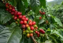 54% dos produtores de café no Brasil são pequenos negócios, aponta Sebrae 13 54% dos produtores de café no Brasil são pequenos negócios, aponta Sebrae