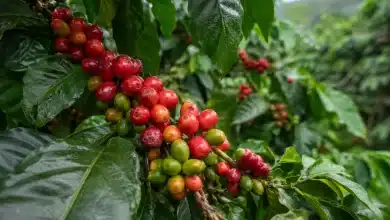 54% dos produtores de café no Brasil são pequenos negócios, aponta Sebrae 5 54% dos produtores de café no Brasil são pequenos negócios, aponta Sebrae