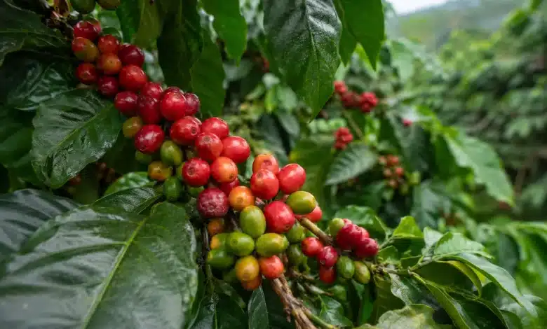 54% dos produtores de café no Brasil são pequenos negócios, aponta Sebrae