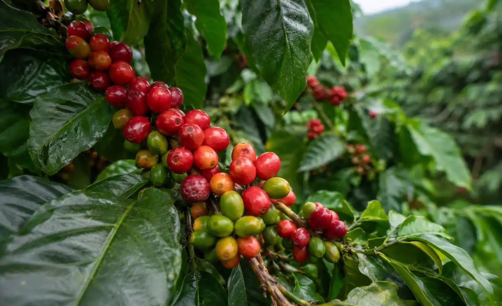 54% dos produtores de café no Brasil são pequenos negócios, aponta Sebrae