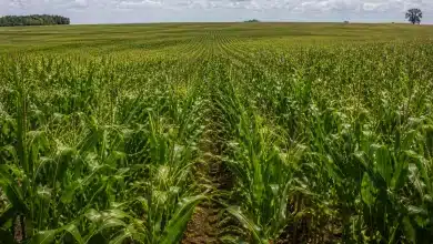 Zarc Níveis de Manejo amplia subvenção do seguro rural 2 Zarc Níveis Manejo aumenta subvenção do seguro rural