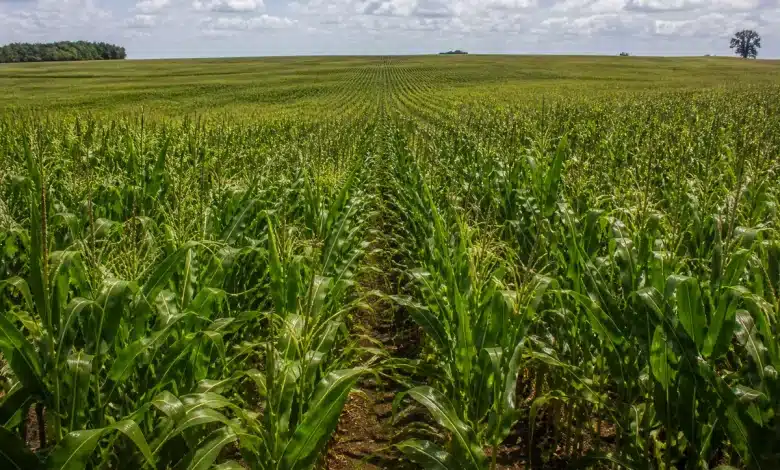 Zarc Níveis Manejo aumenta subvenção do seguro rural