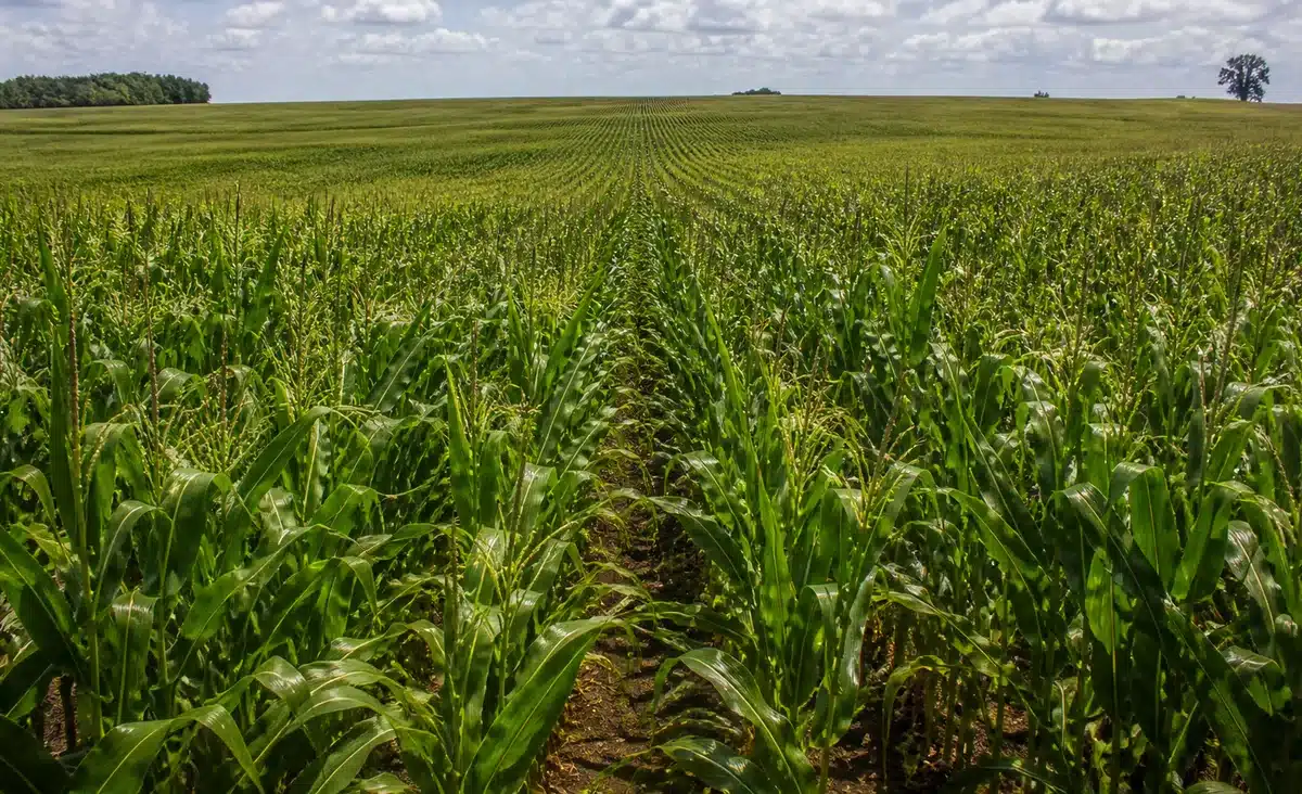 Zarc Níveis Manejo aumenta subvenção do seguro rural