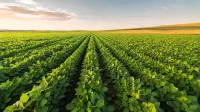 Previsão da safra de soja indica recorde de 174,1 milhões de toneladas 6 Previsão da safra de soja indica recorde de 174,1 milhões de toneladas