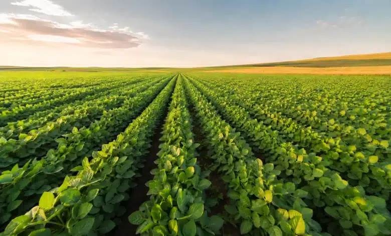 Previsão da safra de soja indica recorde de 174,1 milhões de toneladas
