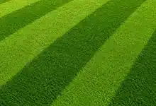 Produtores de grama aumentam vendas com a Copa do Mundo