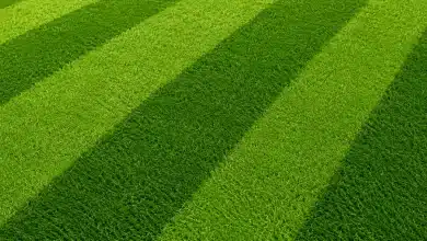 Produtores de grama aumentam vendas com a Copa do Mundo
