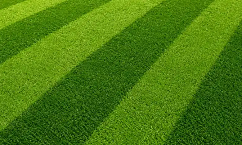 Produtores de grama aumentam vendas com a Copa do Mundo