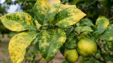 Rio Grande do Sul confirma greening em plantas cítricas 2 Rio Grande do Sul confirma greening em plantas cítricas
