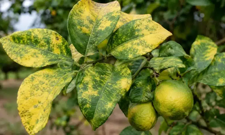 Rio Grande do Sul confirma greening em plantas cítricas
