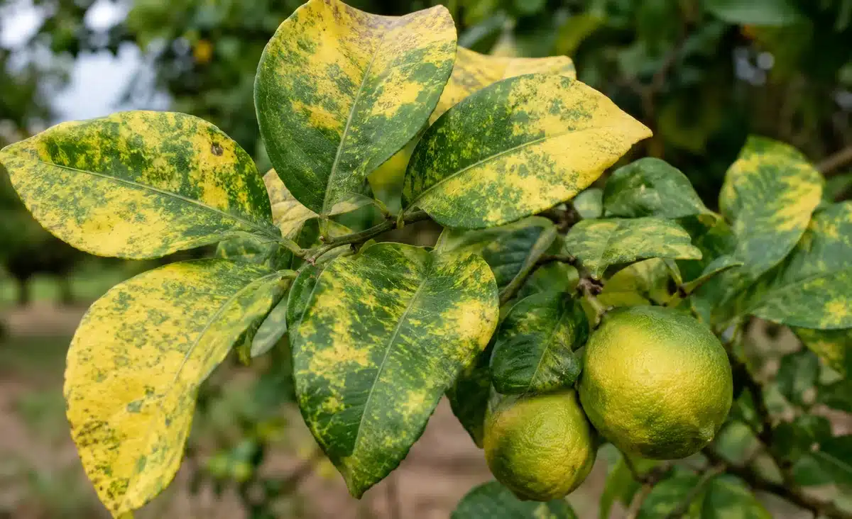 Rio Grande do Sul confirma greening em plantas cítricas 2 Rio Grande do Sul confirma greening em plantas cítricas