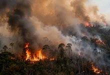 Incêndios florestais elevam emissões de carbono em várias regiões do mundo