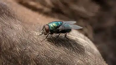 Mosca-da-bicheira volta a ameaçar pecuária dos EUA após 60 anos 3 Mosca-da-bicheira volta a ameaçar pecuária dos EUA após 60 anos