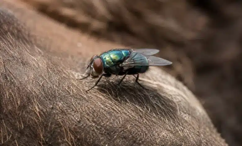 Mosca-da-bicheira volta a ameaçar pecuária dos EUA após 60 anos