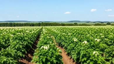 Valor Bruto da Produção Agropecuária alcança R$ 1,4 trilhão em maio