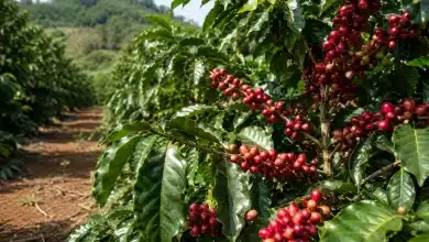 Cafés especiais do Circuito das Águas Paulista conquistam Indicação Geográfica 2 Cafés especiais do Circuito das Águas Paulista conquista Indicação Geográfica