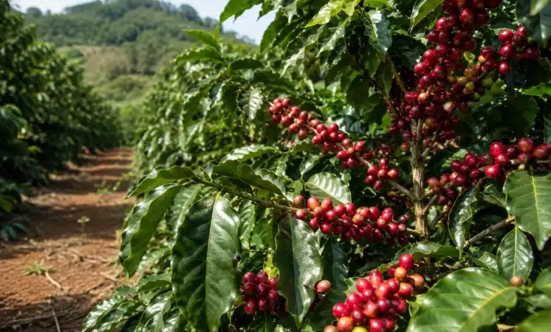 Cafés especiais do Circuito das Águas Paulista conquista Indicação Geográfica