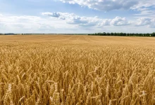 Agricultura regenerativa reduz perdas em seca na França