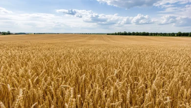 Agricultura regenerativa reduz perdas em seca na França 2 Agricultura regenerativa reduz perdas em seca na França