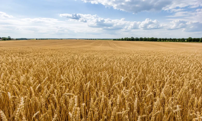 Agricultura regenerativa reduz perdas em seca na França