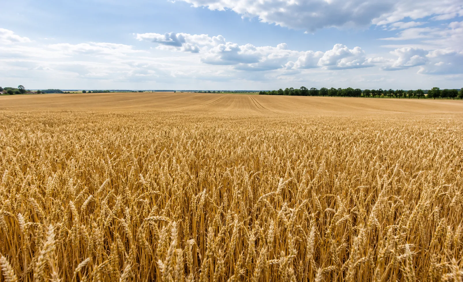 Agricultura regenerativa reduz perdas em seca na França