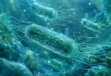 Pseudomonas aeruginosa acende alerta após casos em produtos Crystal e Ypê