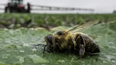 Apicultores franceses criticam retorno de pesticidas banidos 2 Apicultores franceses criticam retorno de pesticidas banidos