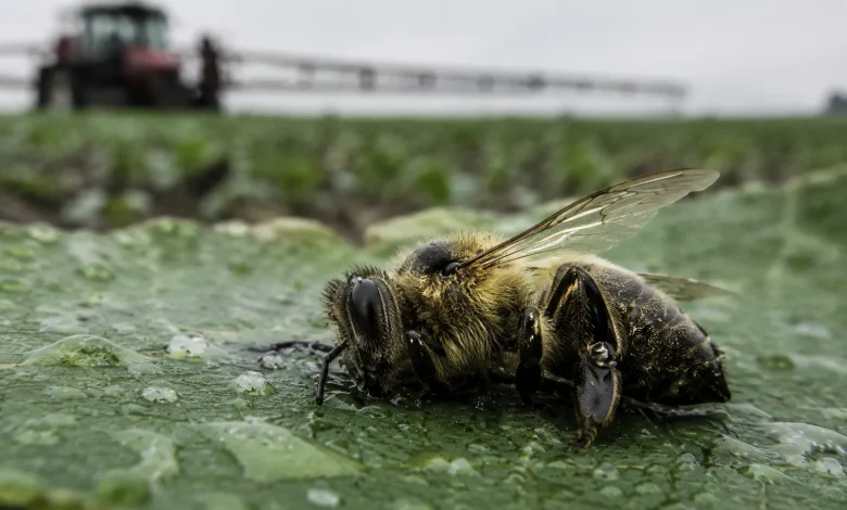 Apicultores franceses criticam retorno de pesticidas banidos