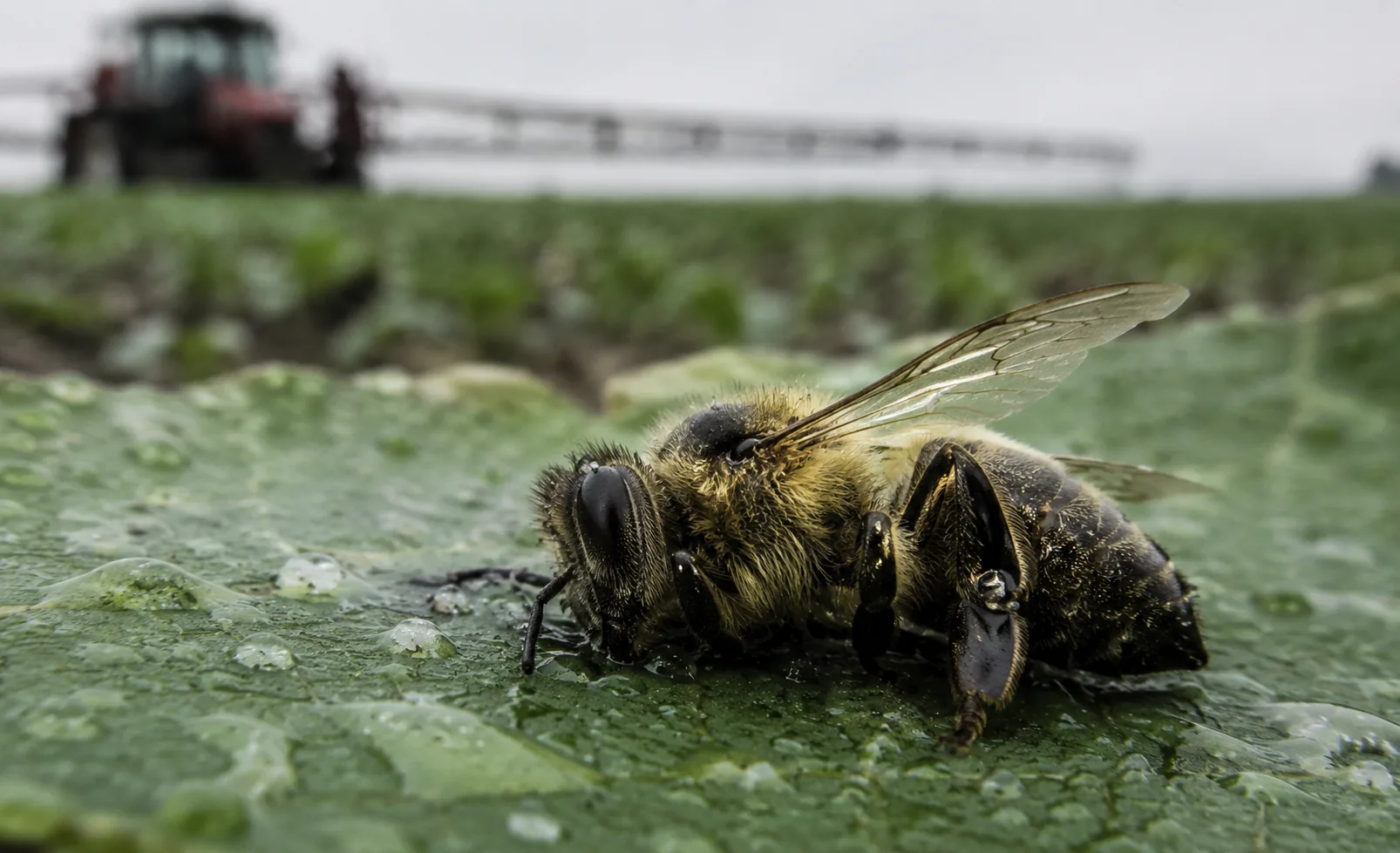 Apicultores franceses criticam retorno de pesticidas banidos 2 Apicultores franceses criticam retorno de pesticidas banidos