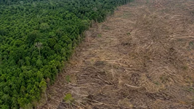 Alertas de desmatamento na Amazônia caem 35% em junho de 2026 2 Alertas de desmatamento na Amazônia caem 35% em junho de 2026