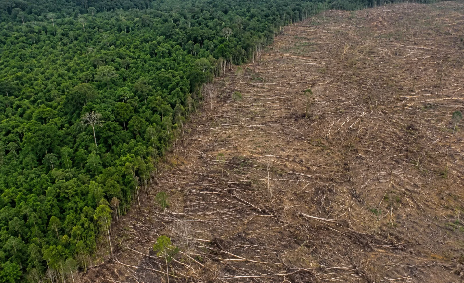 Alertas de desmatamento na Amazônia caem 35% em junho de 2026 2 Alertas de desmatamento na Amazônia caem 35% em junho de 2026