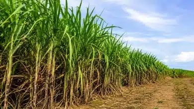 Medida Provisória concede subvenção a produtores de cana-de-açúcar do Nordeste