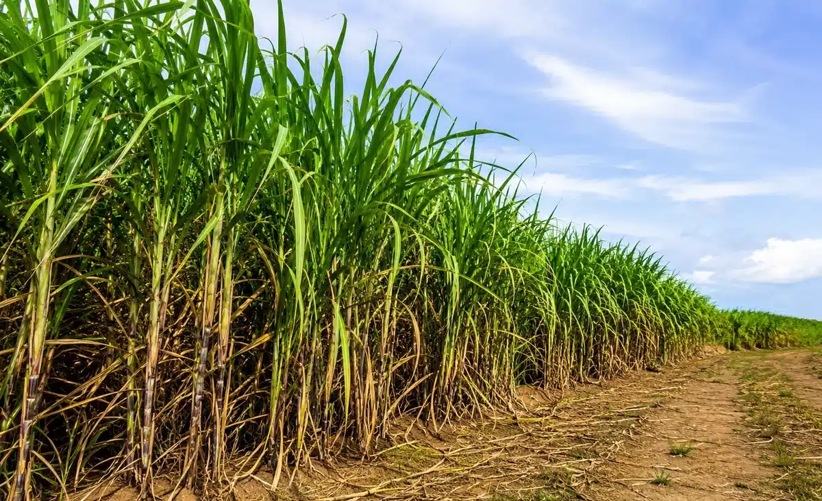 Medida Provisória concede subvenção a produtores de cana-de-açúcar do Nordeste 2 Medida Provisória concede subvenção a produtores de cana-de-açúcar do Nordeste