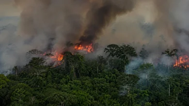 Área queimada no Brasil cai 31% em 2025, diz MapBiomas 
