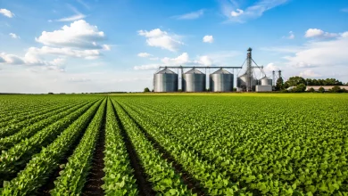 Safra agrícola deve alcançar 347,4 milhões de toneladas em 2026 2 Safra agrícola deve alcançar 347,4 milhões de toneladas em 2026