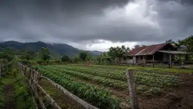 Projeto cria regime especial de sanções ambientais para pequenos produtores