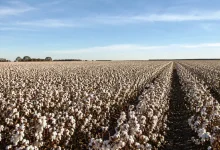 Projeto isenta agropecuária de corte em incentivos tributários