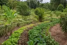Comissão aprova Política Nacional de Sistemas Agroflorestais
