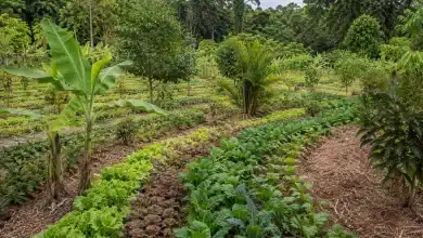 Comissão aprova Política Nacional de Sistemas Agroflorestais