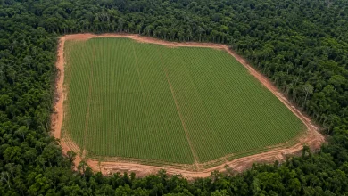 Desmatamento no Brasil coloca agricultores dos EUA em desvantagem, afirma representante 2 Desmatamento no Brasil coloca agricultores dos EUA em desvantagem, afirma representante