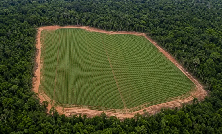 Desmatamento no Brasil coloca agricultores dos EUA em desvantagem, afirma representante